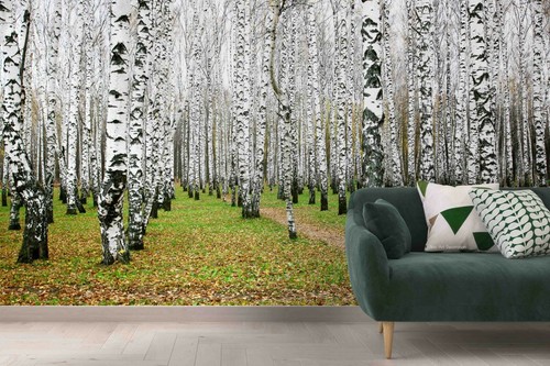 Birke wald landschaft - birke,