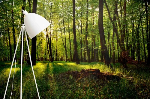 Wald sonnig tapete - 3d,