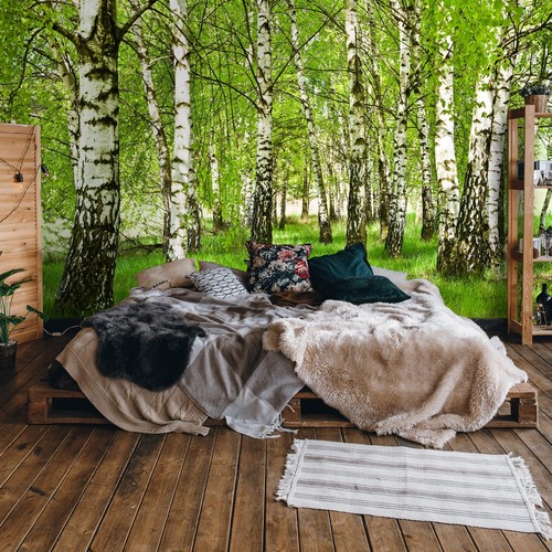 Wald birkenwald birken natur - wald,