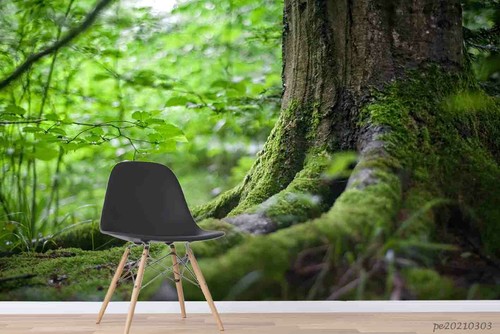 Wald baum wurzeln tapete - 3d,