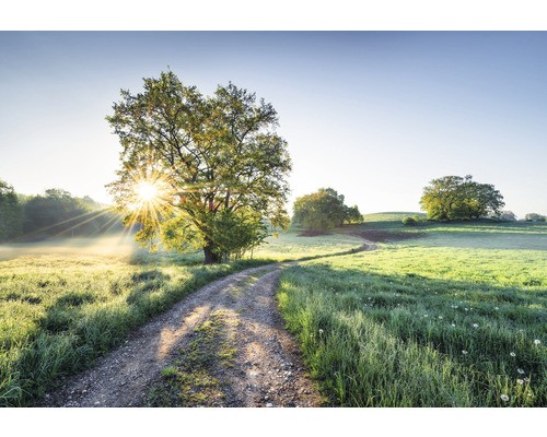 Fototapete papier 134 meadow - 8-134,