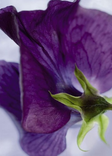 Fototapete 711 viola 184 x - fototapete,