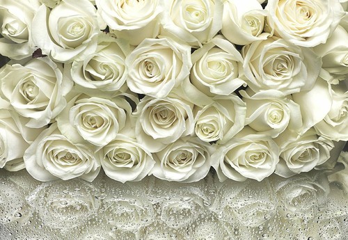 White roses fototapete beige - fototapete,