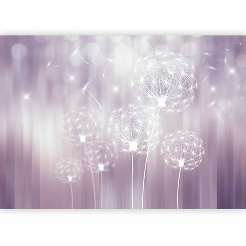 Pusteblume bokeh natur - pusteblume,